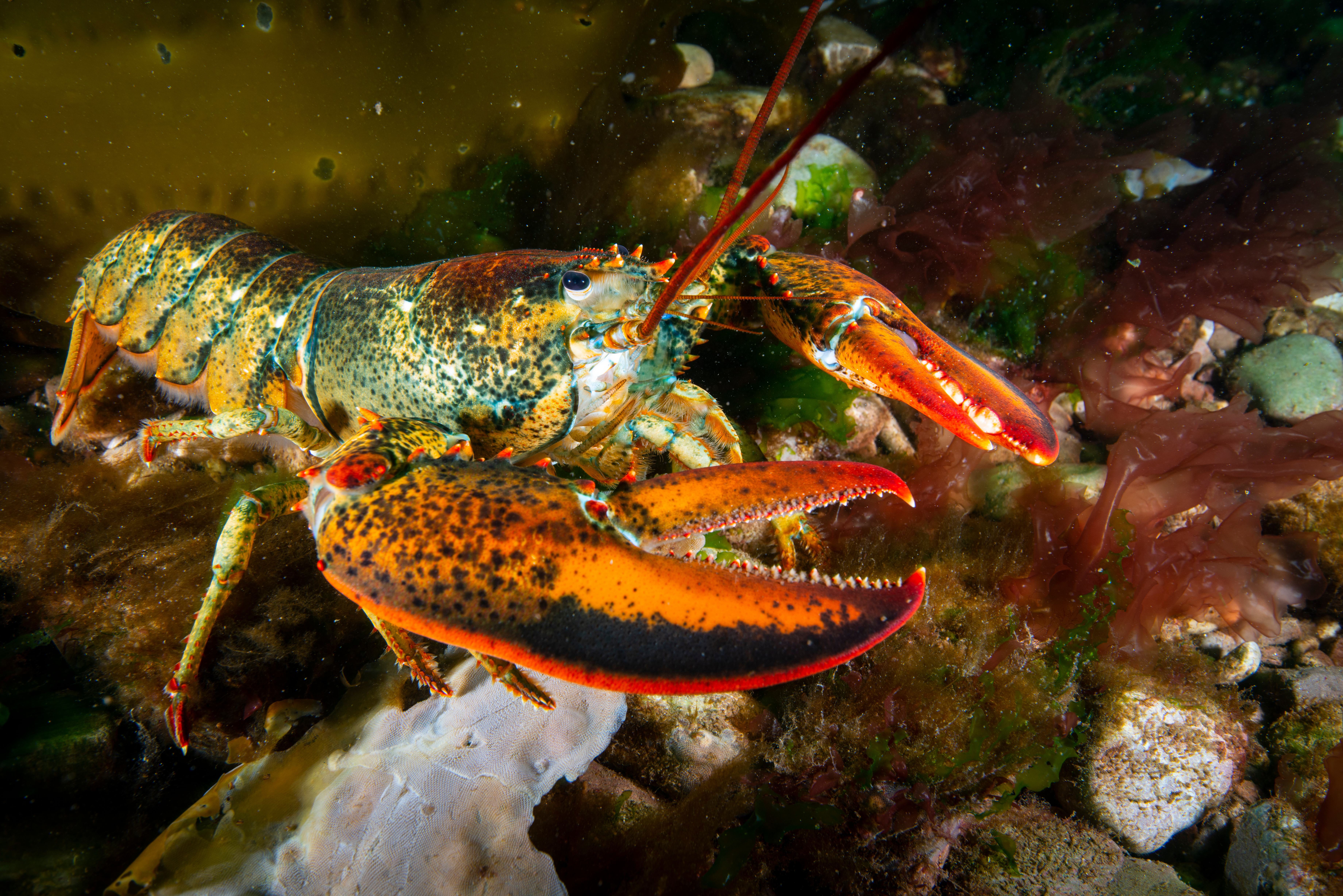 When Do Lobsters Molt?