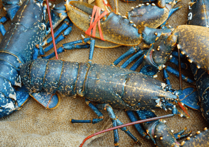 Blue Breton lobster at a seafood market