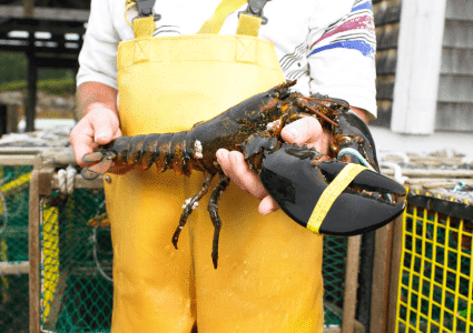 man holding lobster