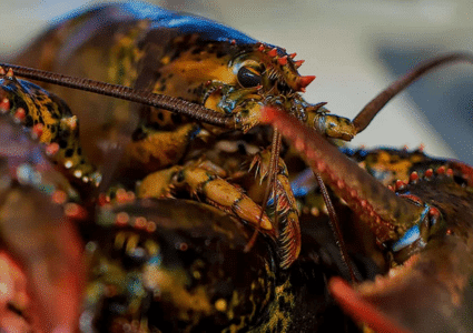 close up lobster